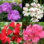 multi image of four trailing ivy geranium in white, lilac, bright red and pink