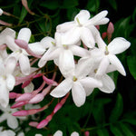 Jasminum polyanthum- Indoor Jasmine image1