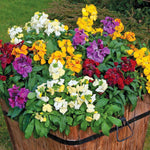 Wallflower Plants Mixed Colours 12 Pack image2