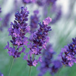 Close-up of lavender angustifolia flowers in full bloom, showing rich purple petals and soft green stems against a blurred background.