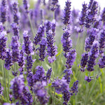 Lavender angustifolia Lollipop Tree image3