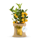 Citrus Lemon Tree with Hessian Gift Wrap