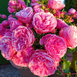 Leonardo Da Vinci Rose Bush