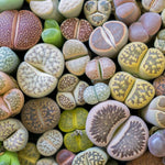 lithops Indoor-image3