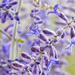 Perovskia Little Spire image2