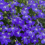 3 x Blue Lobelia in 9cm Pots image4