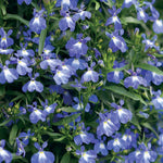 3 x Blue White Eye Lobelia in 9cm Pots image1