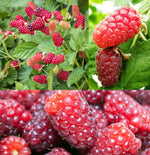 Loganberry Fruit Plant image1