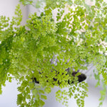 Maidenhair Fern image1