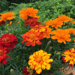 Plug Plants - Marigold French Fancy Mix
