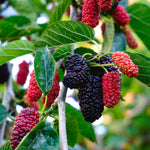 Mulberry Mojo Berry image1