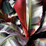 Musa ensete - 'Maurelii' image1