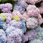 Hydrangea macrophylla 'Nikko Blue' image1