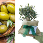 Olive Tree with Hessian Gift Wrap image1