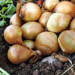 Onion Ailsa Craig