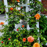 Climbing Rose Bush
