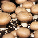 organic-crimini-mushrooms-01