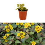 Lysimachia - 'Outback Sunset' - Trailing Variety image1