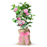 Pink Camellia Magic Mum Gift Wrapped Plant Gift