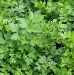 parsley2