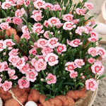 Dianthus 'Peach Party' image1