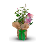 Camellia Nuccio Pearl Gift Wrapped - 30th Wedding Anniversary