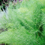 Fennel Plant in 13cm Pot image1