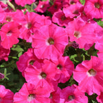 3 x Petunia Surfinia Hot Pink in 9cm Pots image1