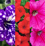Petunia 3 Mixed Plants in 9cm Pots image1