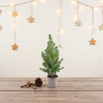 Picea Glauca Conica Mini Christmas Tree