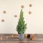 Picea Glauca Conica Mini Christmas Tree