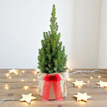 Picea Glauca Perfecta Mini Christmas Tree Gift Wrap