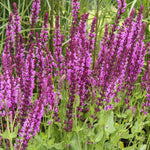 Salvia 'Pink Inspiration' image1