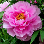 Tree Peony - Pink image1