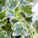 plant_24800_shoot_20180129203732