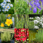Collage of nine close-up nature photos: blue flowers, green leaves with white flowers, purple iris, yellow flower, green segmented stems, white seed heads, variegated grass in water, red flowers, and green aquatic plants.