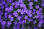 Campanula Bavarian Blue Alpine Plant image1