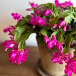 Christmas Cactus Purple Flowers
