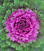 Red Ornamental Cabbage in 13cm Pot image1