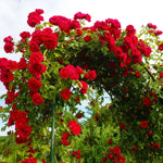 Climbing Rose Bush