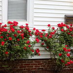 Climbing Rose Bush