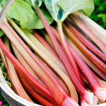 Rhubarb Crown 'Prince Albert' - With FREE Growing Compost Complement