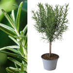 Rosemary Lollipop Tree image1