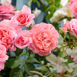 Vibrant Hybrid-Tea Rose Bush