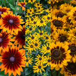 Rudbeckia 'Black-Eyed Susan' Plant Mix (2 Plants) image1