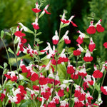 Salvia - 'Hot Lips' image1