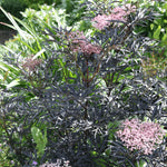 Sambucus Nigra Blue Sheen image1