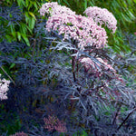 Sambucus Nigra Black Lace image1