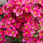 Saxifraga 'Touran Deep Red' Rockfoil Plants (6 Pack) image4