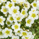 Saxifraga 'Alpino Early White' Rockfoil Plants (6 Pack) image4